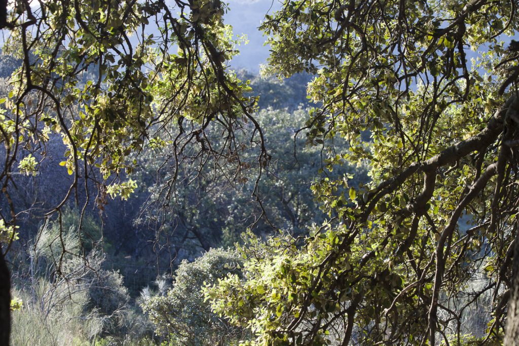 La Asamblea de Madrid&nbsp;escucha